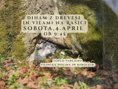 Diham z drevesi in vilami na Rašici