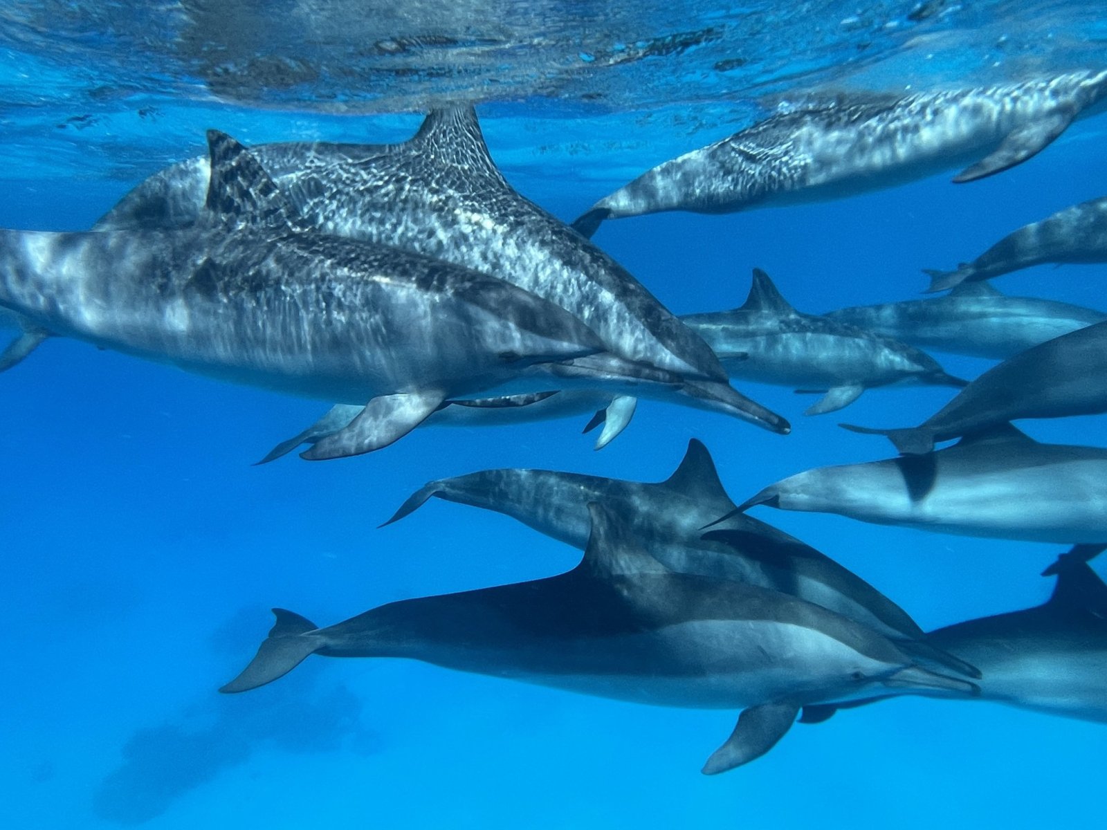 Healing and swimming with dolphins, Sataya