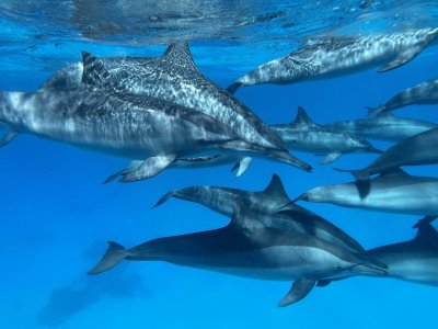 Healing and swimming with dolphins, Sataya