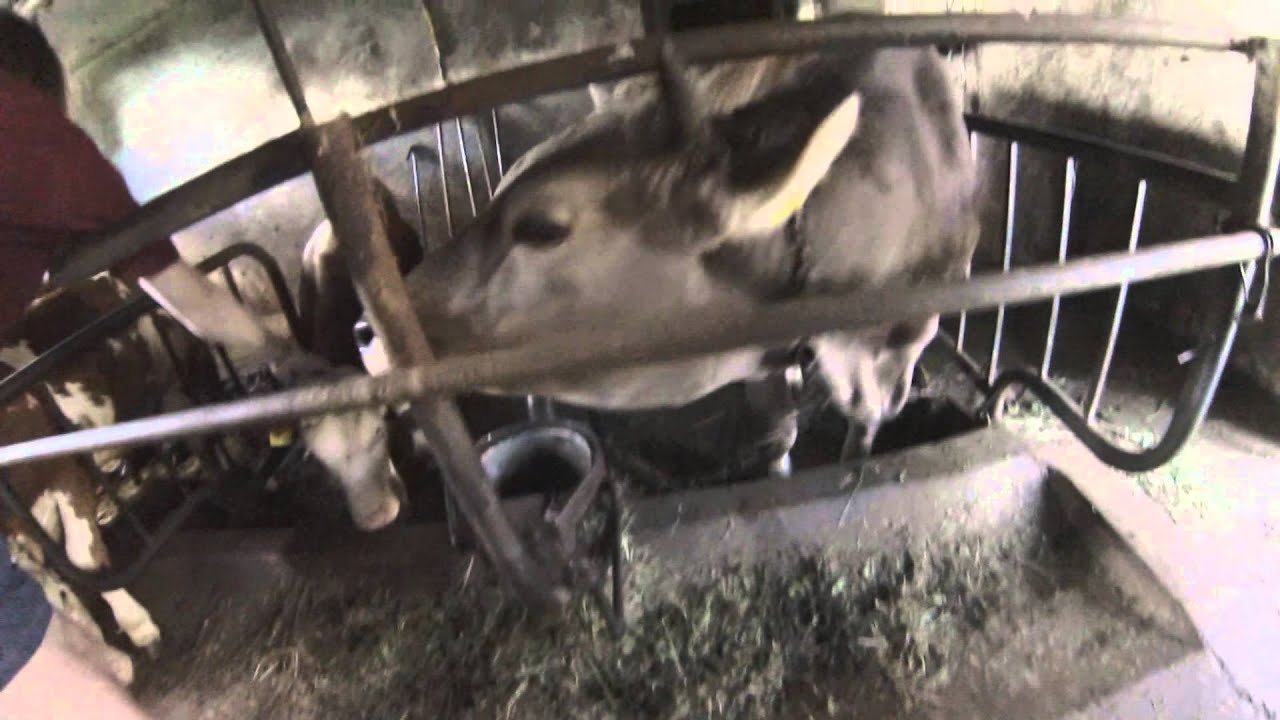 Izredna terenska oddaja - Svete krave iz Hotedrščice