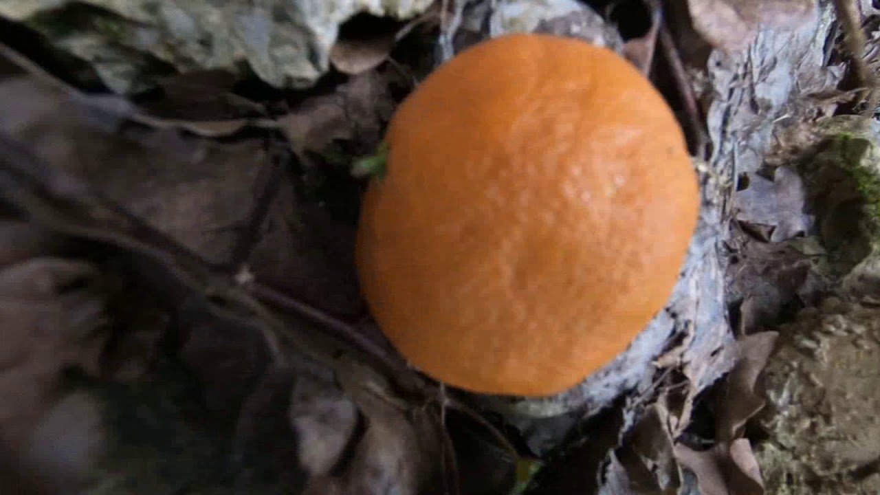 KR Nenavadne Rastline 001
