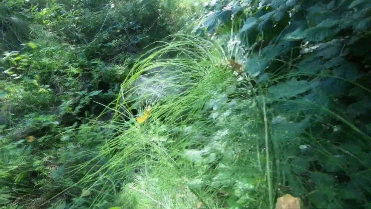 KR live stream of water