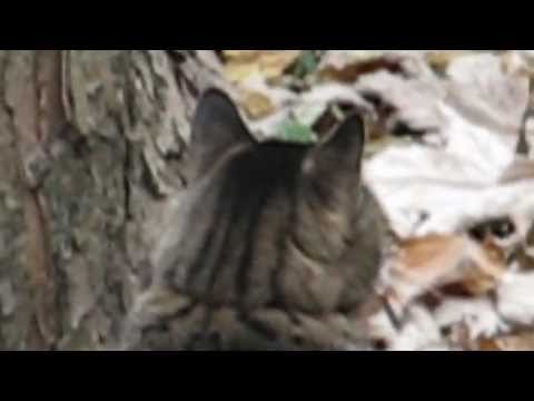 HM - Flying Dinner