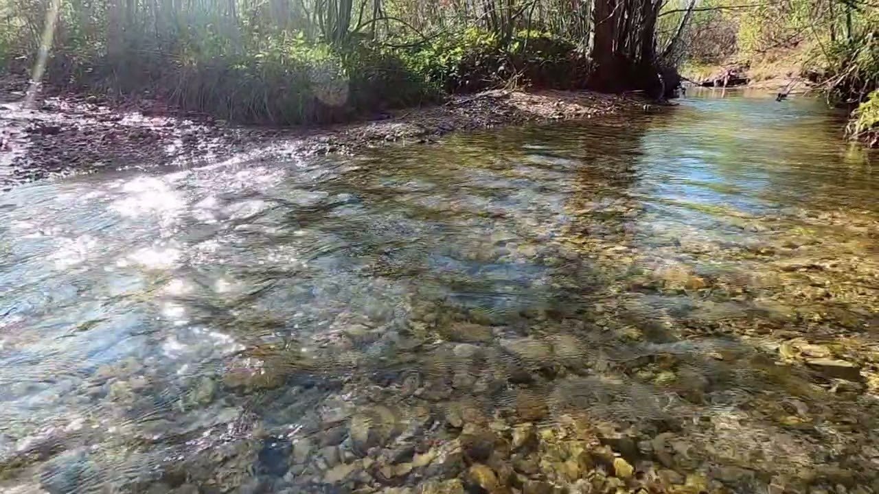 Dijea
